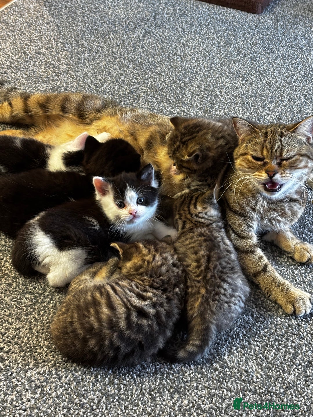 Mixed Breed cats for sale: Boy Mix ( mom Scotish straight dad mix  - Image 3