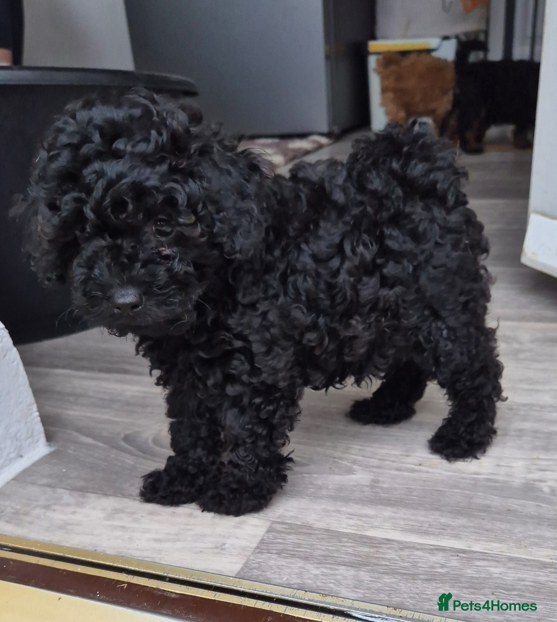 Toy Poodle dogs KC mini toy poodles - Advert 9