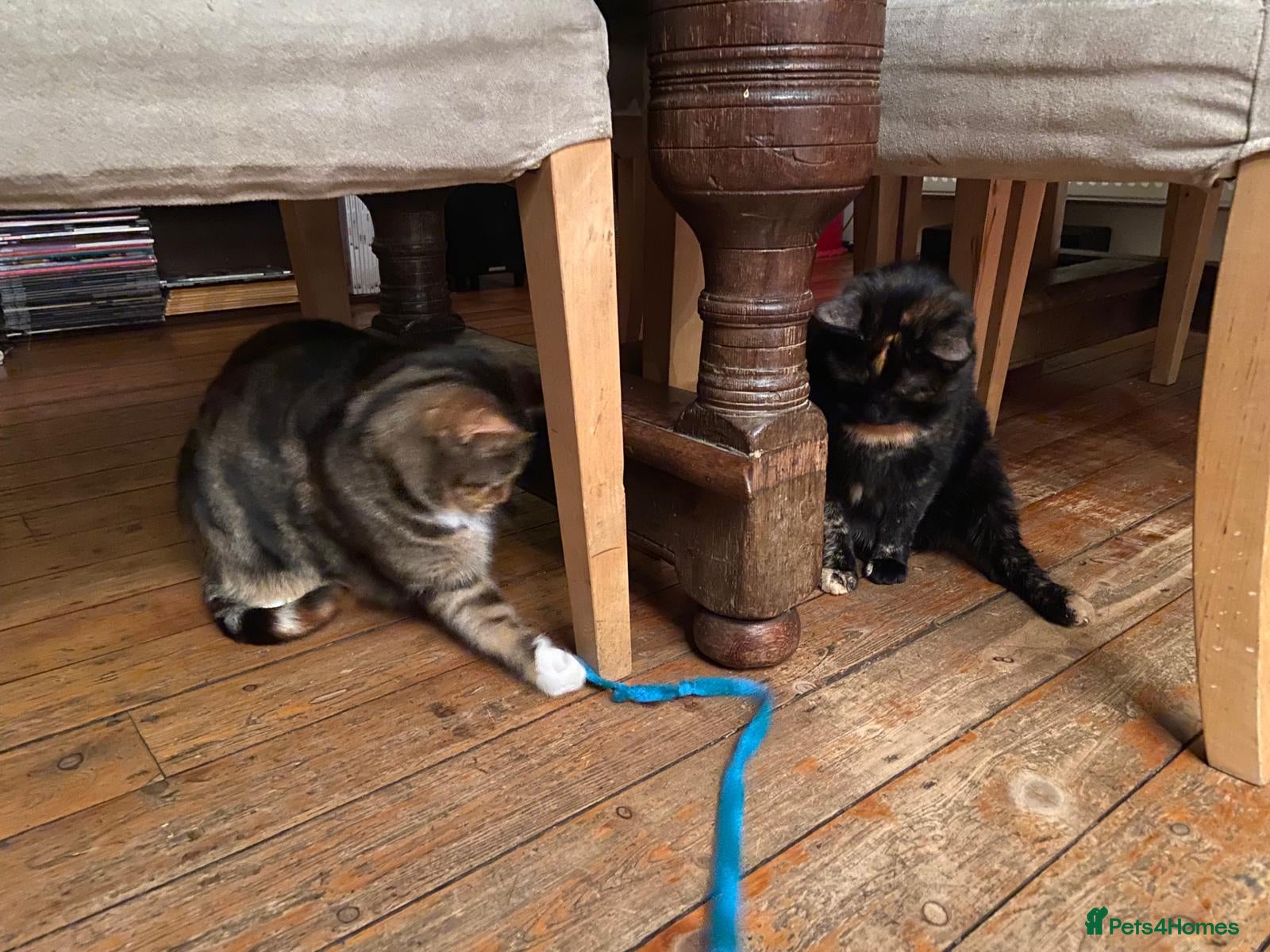 Mixed Breed cats for sale: Free: Tigrina and Ombra, sweet and playful sisters - Advert 2