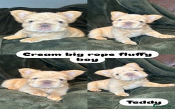 French Bulldog dogs for sale: 7 fluffy French Bulldogs puppies - Image 2