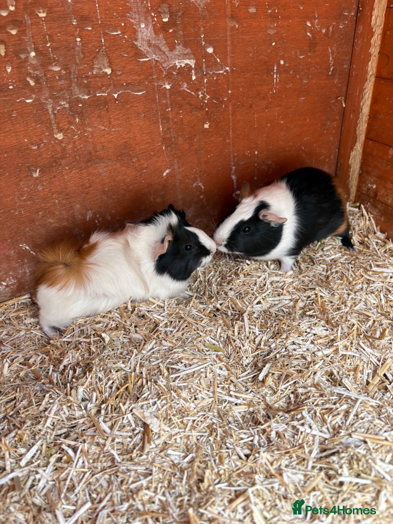 Guinea Pig rodents Male guinea pigs ready to leave soon  - Advert 17