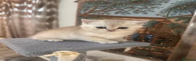 British Shorthair Kitten 4