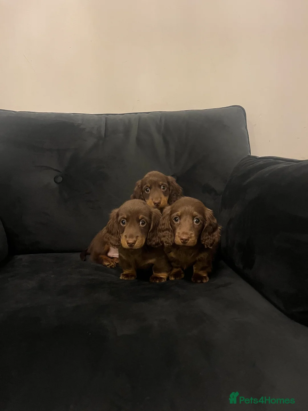 Miniature Dachshund dogs for sale: Stunning long haired  miniature dachshunds - Advert 7