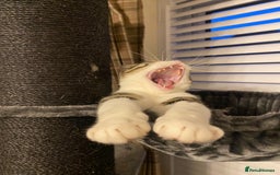 Domestic Shorthair cats for sale: Tabby and white loving male cat Milo - Image 3