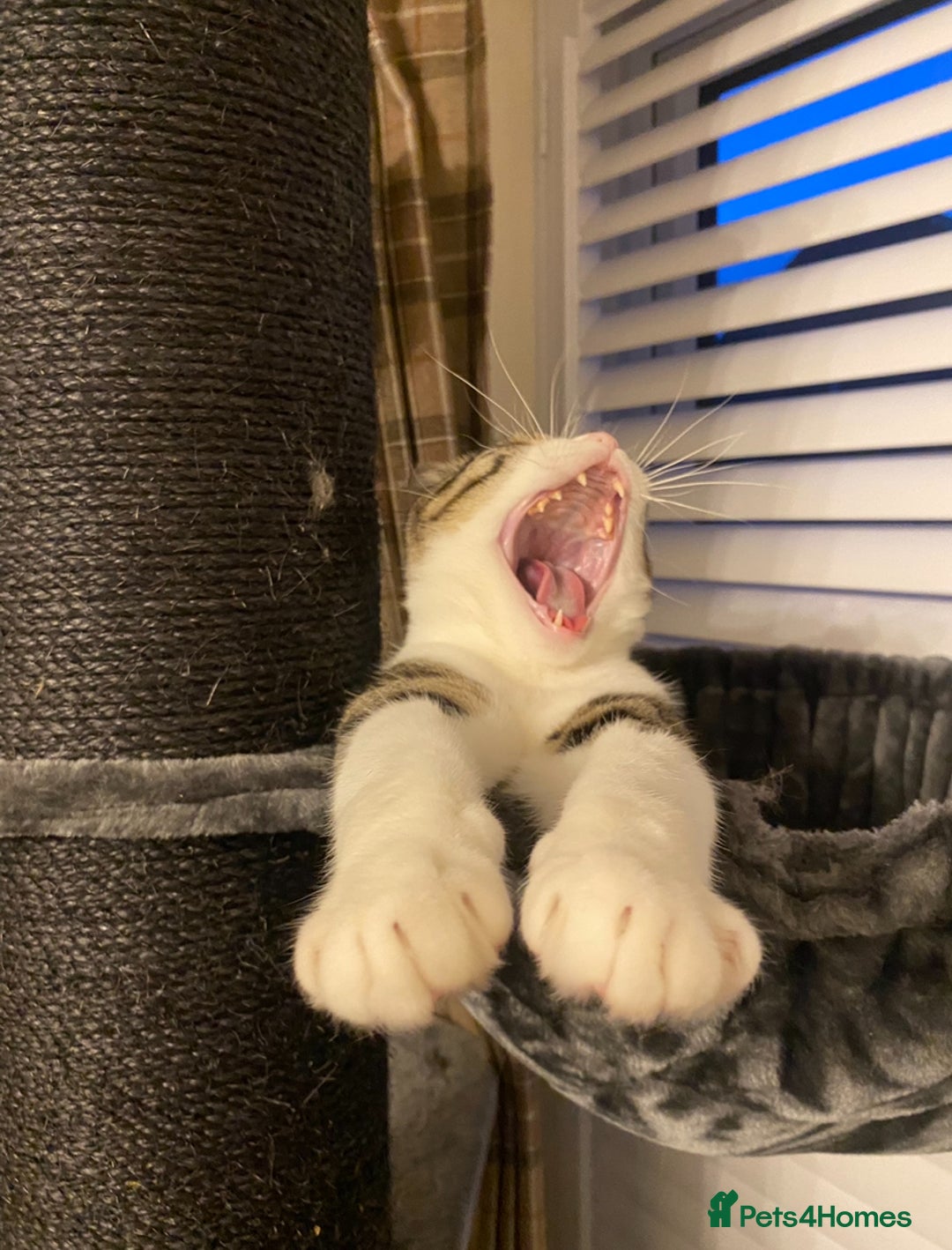 Domestic Shorthair cats for sale: Tabby and white loving male cat Milo - Image 3