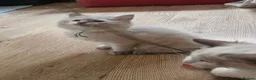 Ragdoll cats for sale: Ragdolls - Advert 34