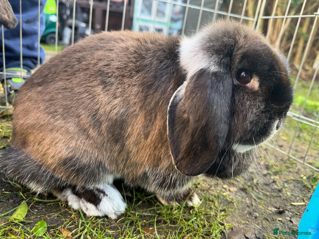 Mini Lop rabbits for sale: stunning adult female lop - Advert 4