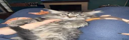 Siberian cats for sale: Lovely kittens - Advert 3