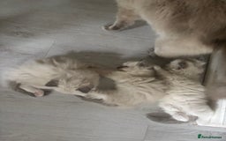 Ragdoll cats for sale: Last two Ragdoll Female kittens for sale  - Image 9