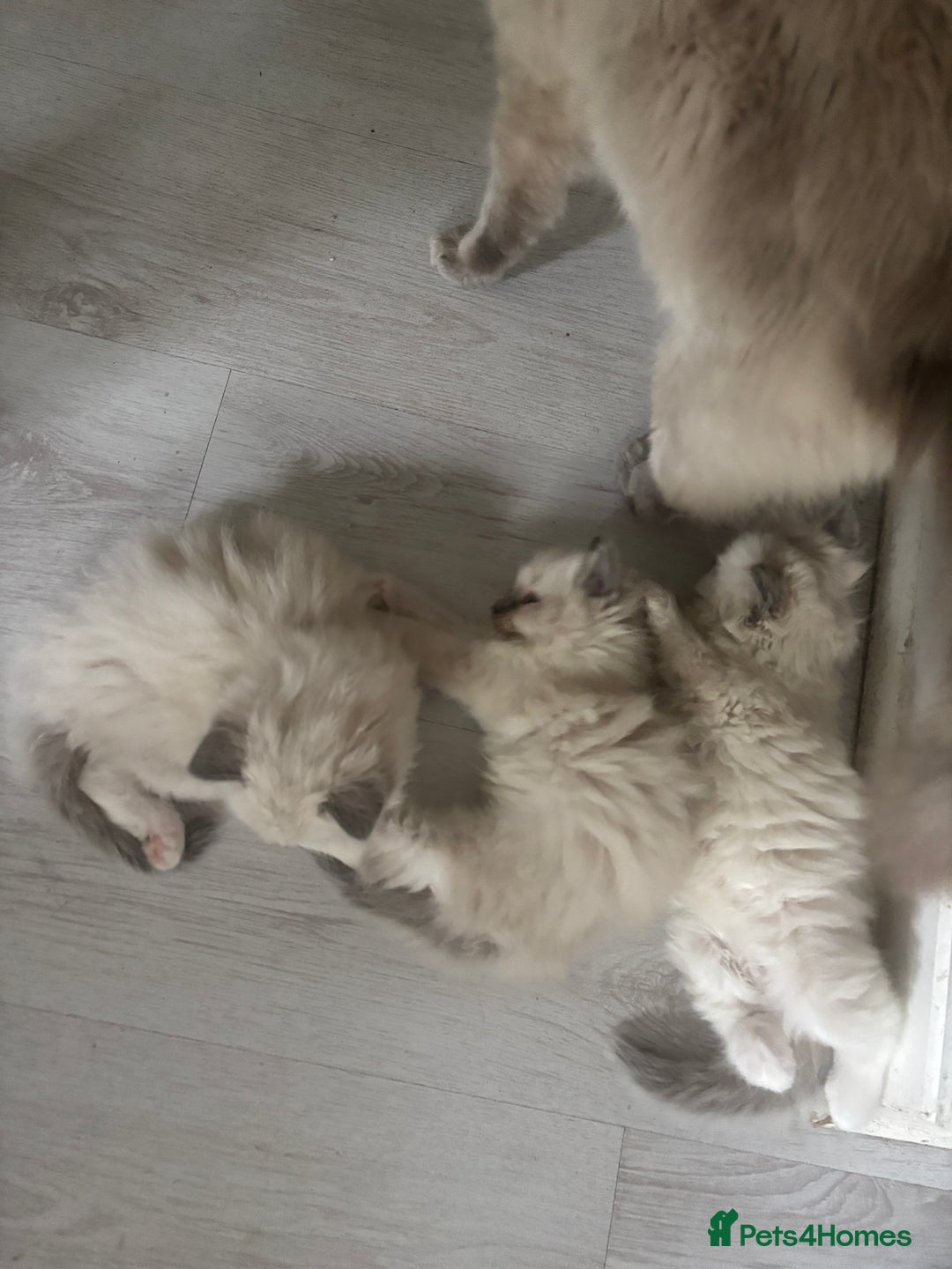 Ragdoll cats for sale: Last two Ragdoll Female kittens for sale  - Image 9