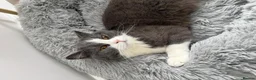 British Shorthair cats for sale: brittish short hair Stunning, lovely female cat in Edinburgh - Advert 3
