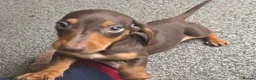 Miniature Dachshund dogs for sale: Stunning miniature dachshund puppies - Advert 29