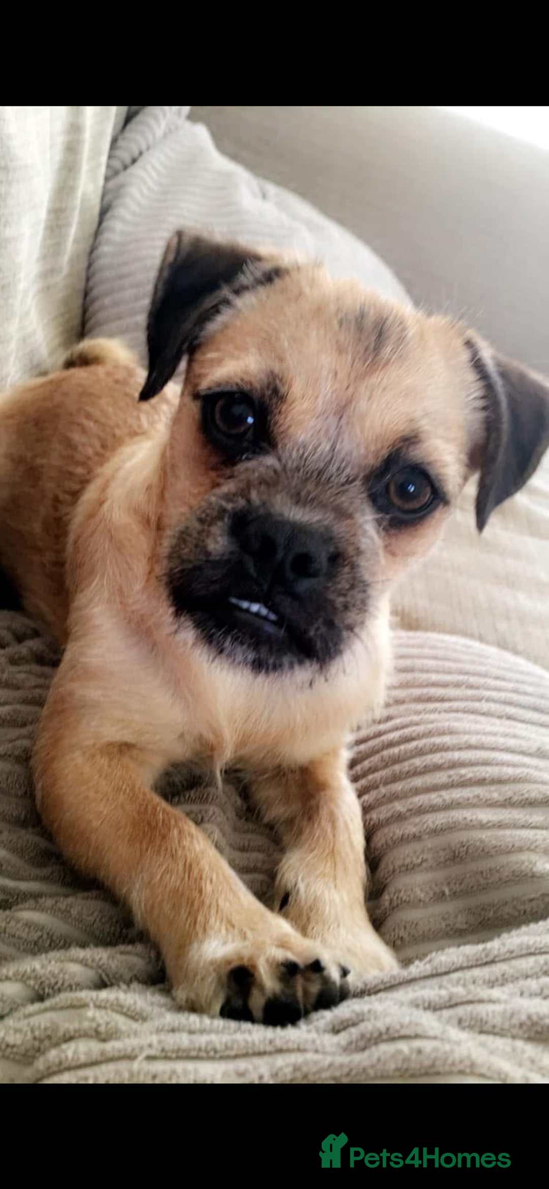 Jug dogs for sale: Jug pups for sale  - Advert 1