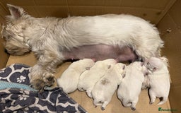 West Highland Terrier dogs for sale: Adorable westie - Advert 3