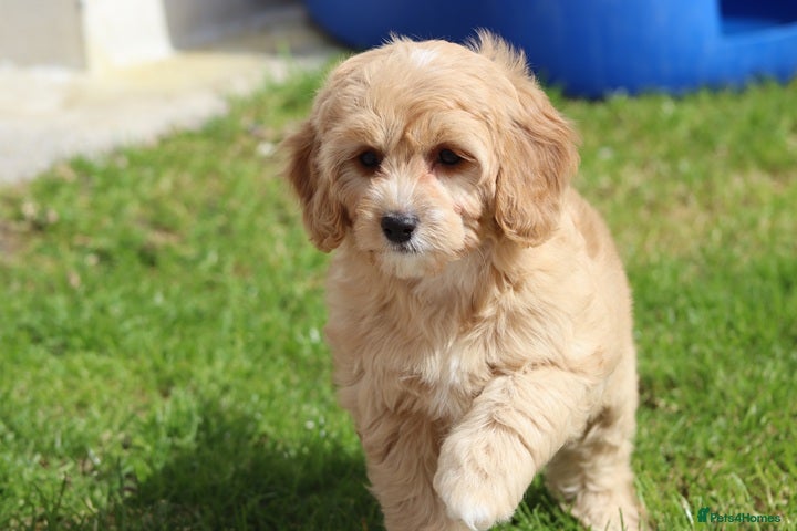 Cavapoochon dogs Beautiful Cavapoochon puppies for sale - Advert 1