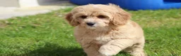 Cavapoochon dogs for sale: Beautiful Cavapoochon puppies for sale - Advert 21