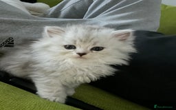 Persian cats for sale: Persian chinchilla kittens - Image 20