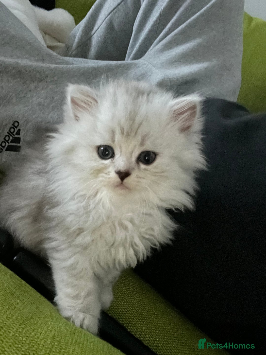 Persian cats for sale: Persian chinchilla kittens - Image 20
