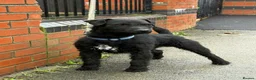 Patterdale Terrier dogs for sale: Woking lines  - Advert 3