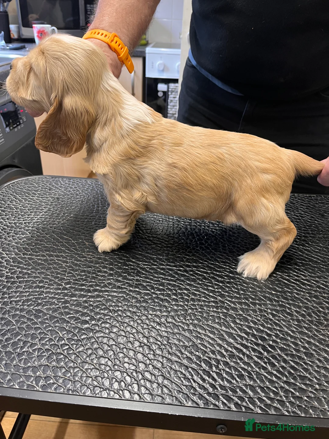 Cocker Spaniel dogs for sale: Show type Cocker Spaniels - Advert 4