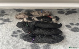 Cockapoo dogs for sale: F1b Cockapoos - Image 13
