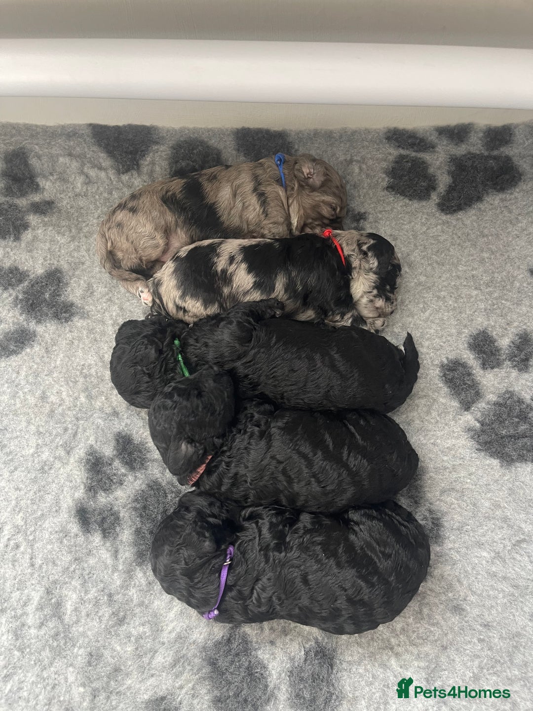 Cockapoo dogs for sale: F1b Cockapoos - Image 13