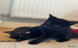 Mixed Breed cats for sale: Stunning kittens - Image 6