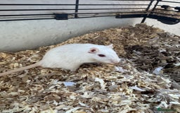 Gerbil rodents for sale: 2 Male Gerbils, Grey & Albino - Image 2