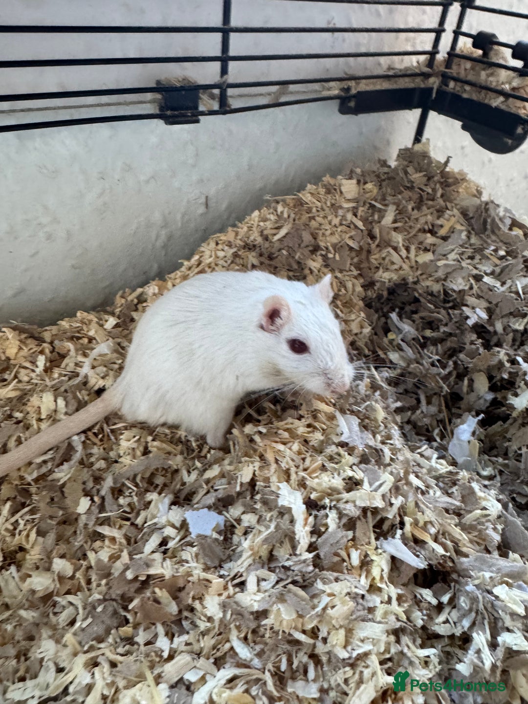 Gerbil rodents for sale: 2 Male Gerbils, Grey & Albino - Image 2