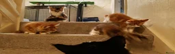 Maine Coon cats for sale: Stunning Maine Coon Kittens - Advert 21