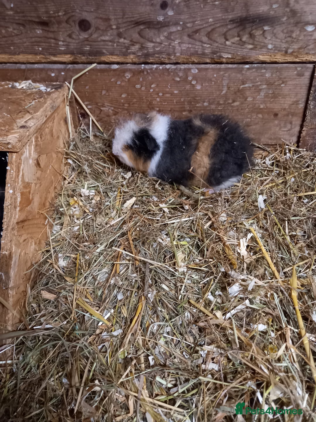 Guinea Pig rodents for sale: Swiss baby guinea-pigs  - Advert 20