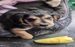 Cocker Spaniel dogs for sale: Sweet Cocker -Raised with Care, Ready to Cuddle - Image 3