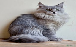 Maine Coon cats for sale: Beautiful pure bread maine coon kittens  - Image 8