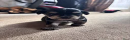 Chorkie dogs for sale: Beautiful chorkies for sale - Advert 2