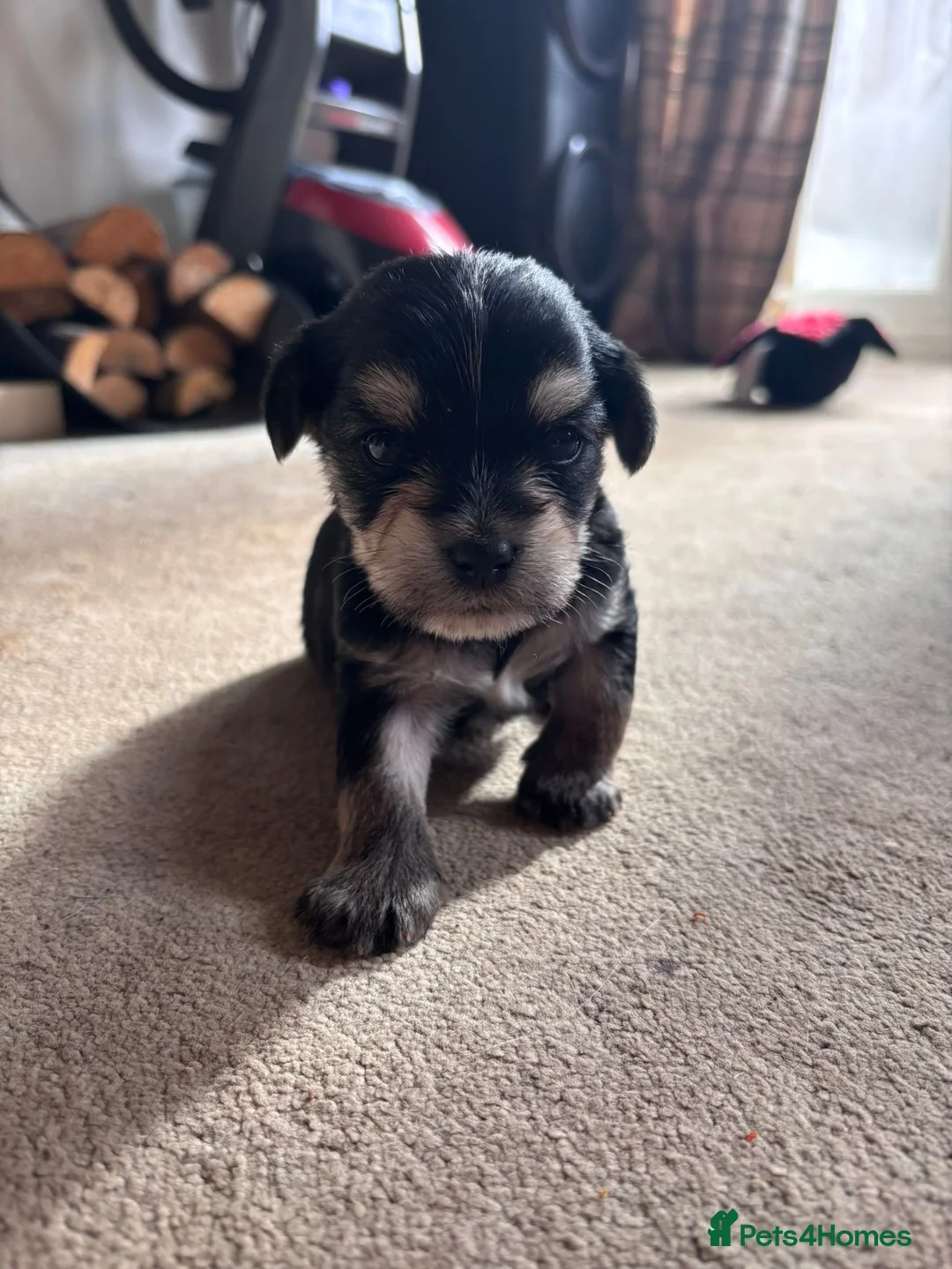 Chorkie dogs for sale: Beautiful chorkies for sale - Advert 2