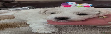 Bichon Frise 4