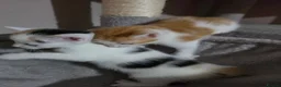 Mixed Breed cats for sale: • 4 Lovely Kittens – Looking For Loving Families - Advert 16