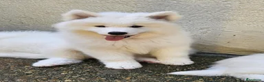 Samoyed 3