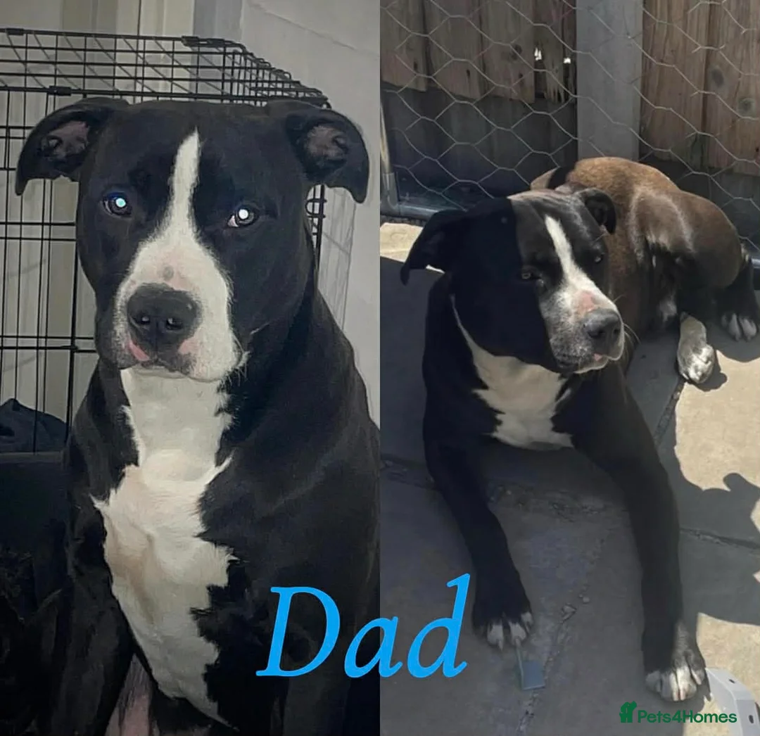 Mixed Breed dogs for sale: Old Tyme English bulldog x  - Advert 6