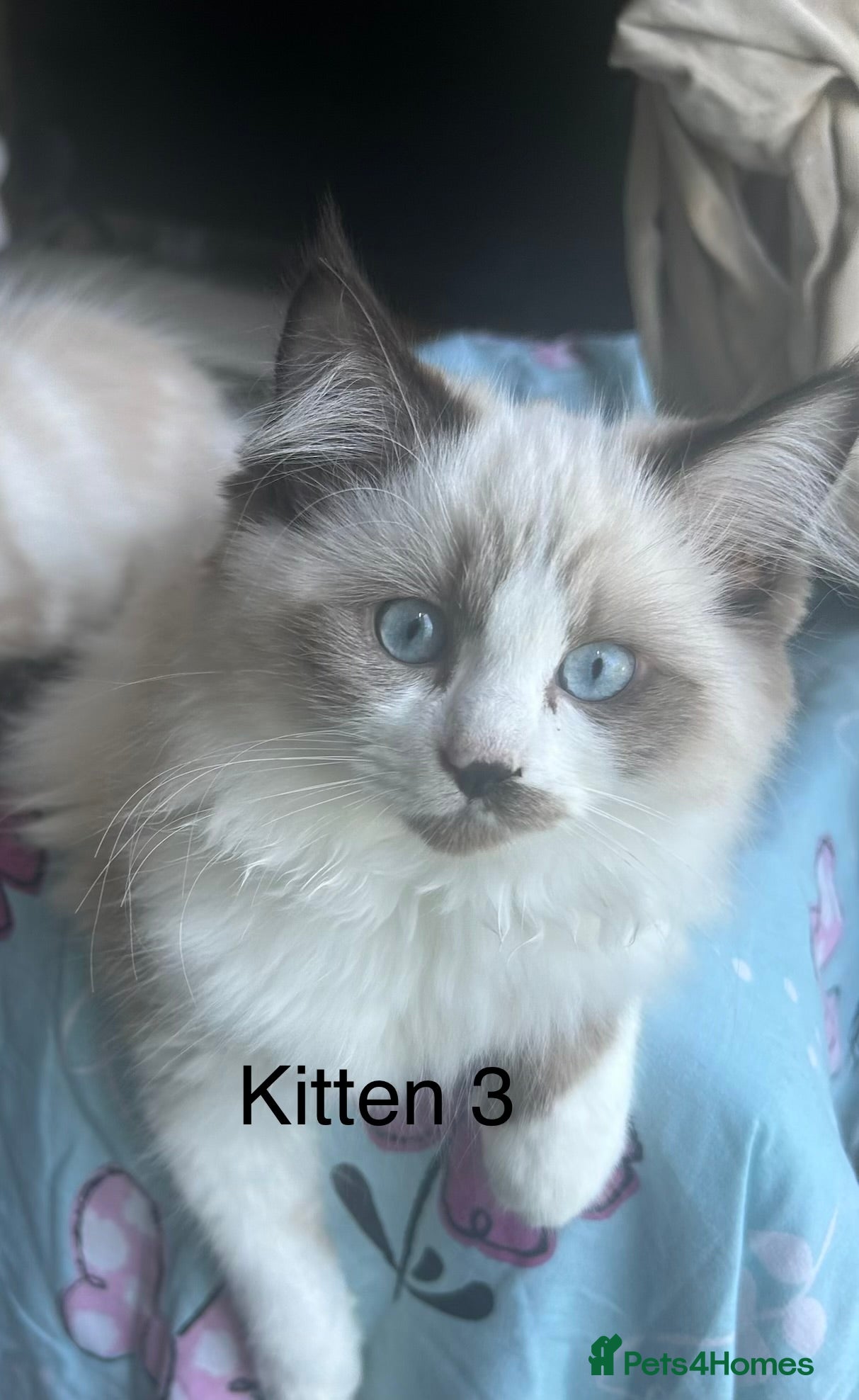 Ragdoll cats for sale: RAGDOLL Cross Kitten  - Advert 4