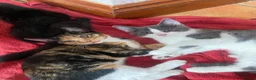 Mixed Breed cats for sale: Kittens For sale mixed Bread - Advert 2