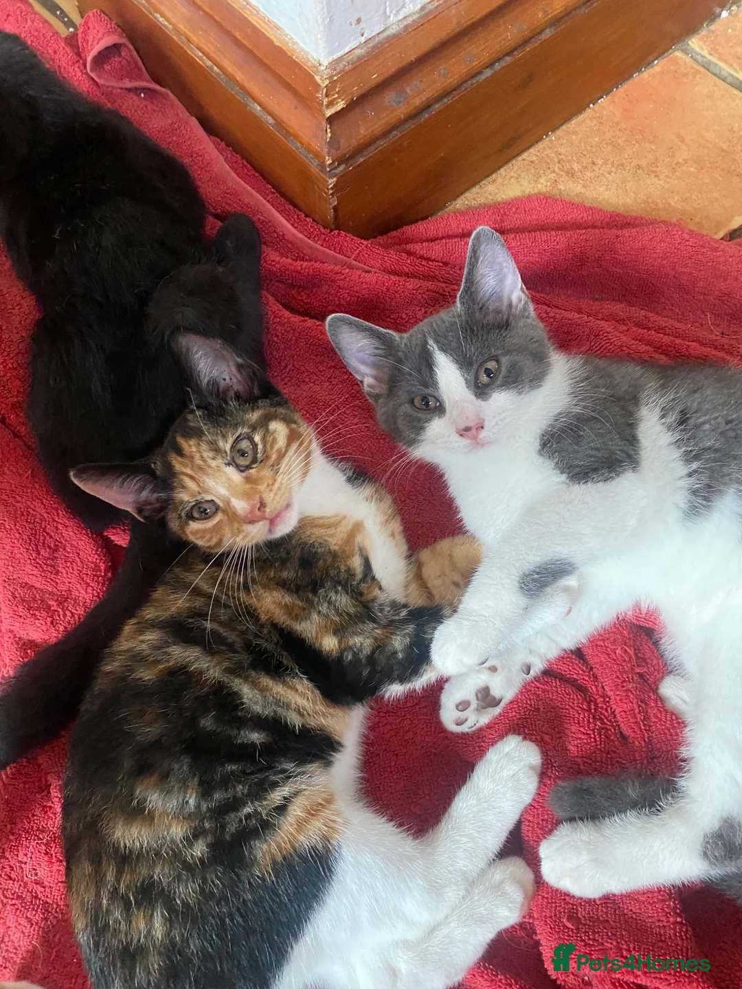 Mixed Breed cats for sale: Kittens For sale mixed Bread - Advert 2