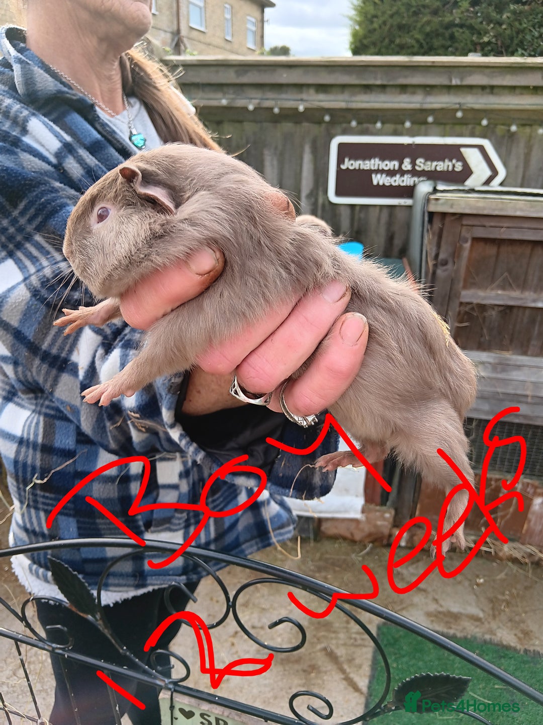 Guinea Pig rodents for sale: Guinea pigs  - Image 4