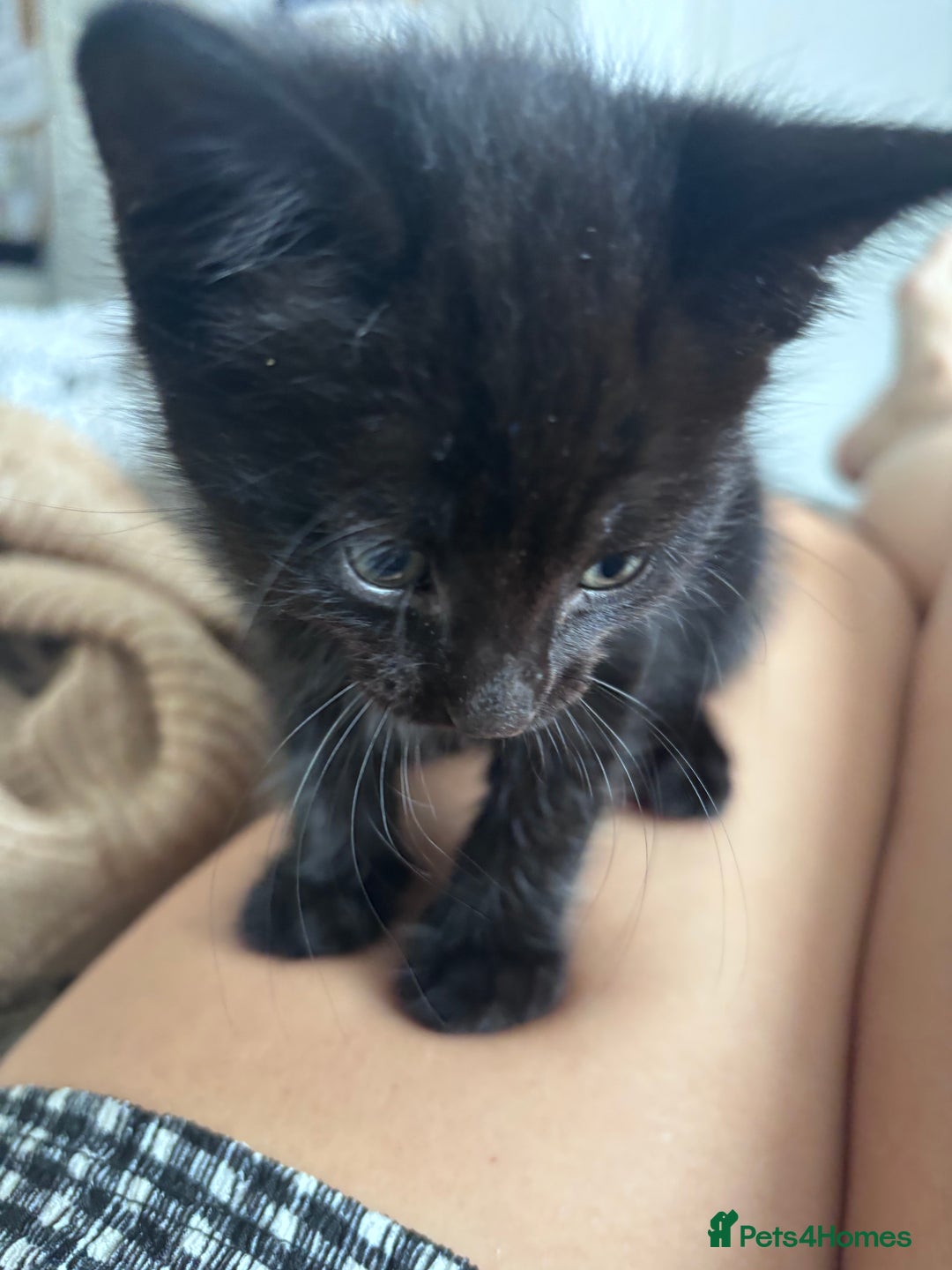 Mixed Breed cats for sale: Mixed breed Bengal kittens - Image 10