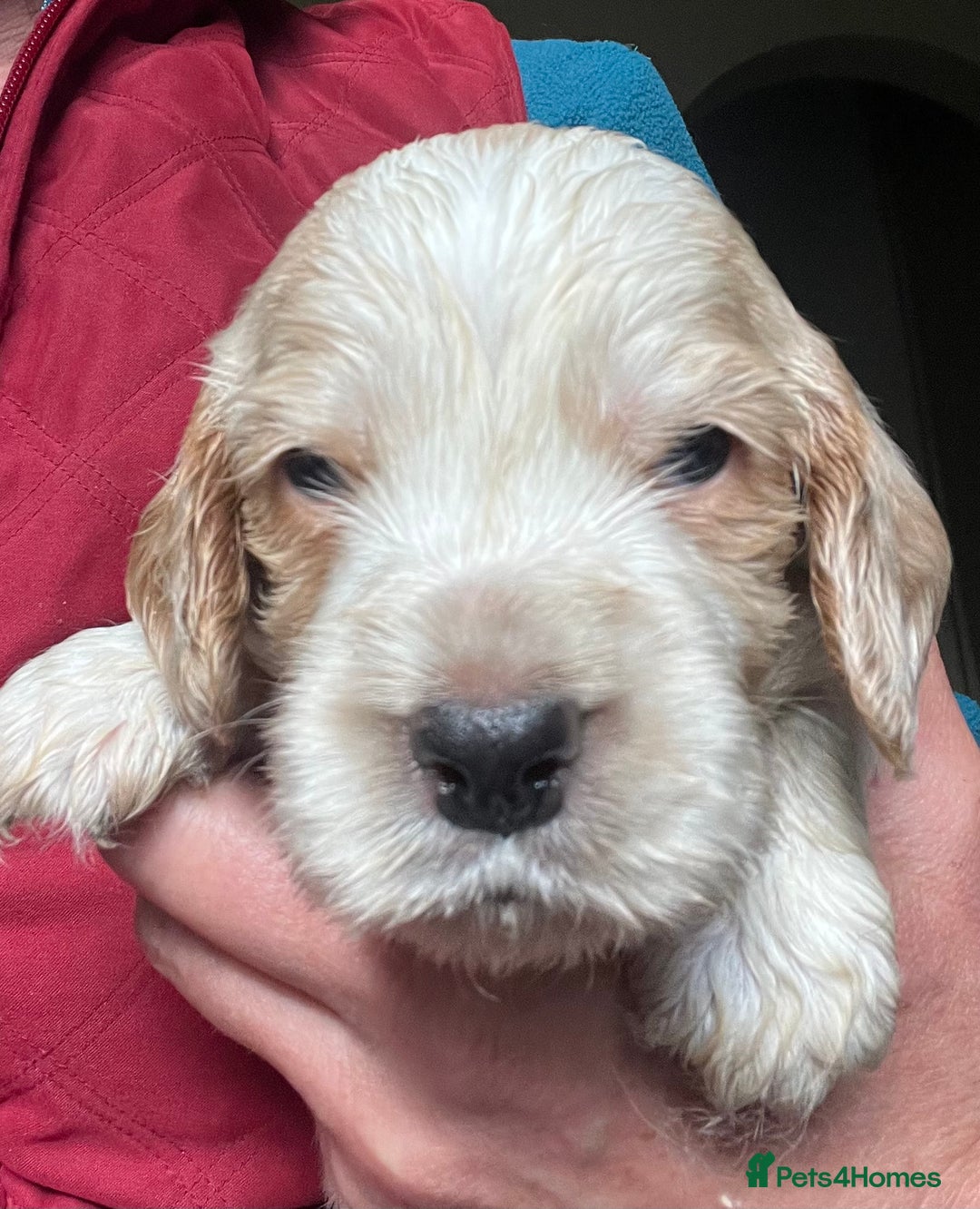 Cocker Spaniel dogs for sale: KC health tested hip scored Sable Roan Show Cocker - Image 3