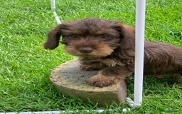 Miniature Dachshund dogs for sale: Wirehaired Miniture Dachshunds KC reg - Image 14