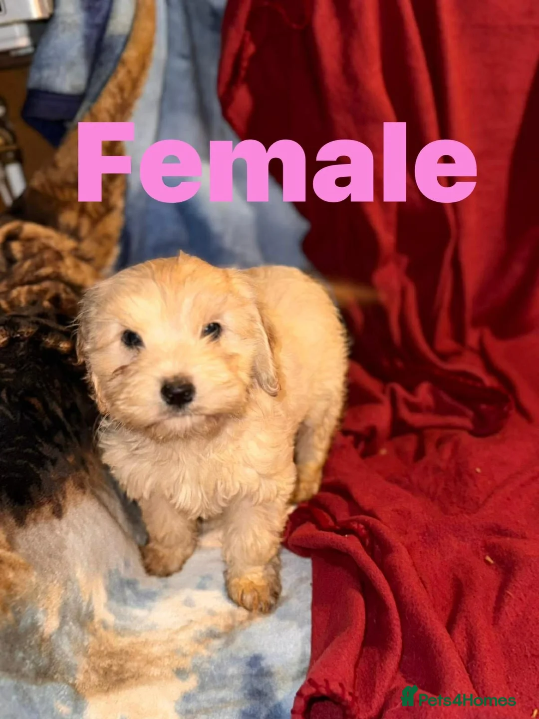 Mixed Breed dogs for sale: CAVA/COCKAPOO PUPPIES  - Advert 2