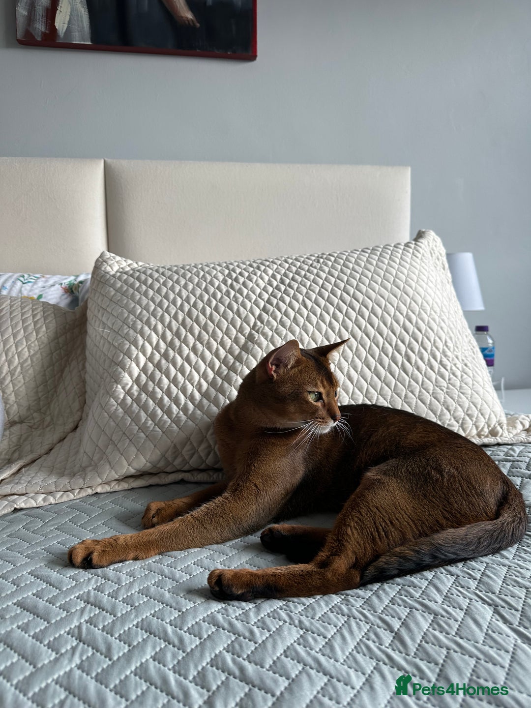 Abyssinian cats for stud: Champion line Aby boy for stud in Romford - Image 5