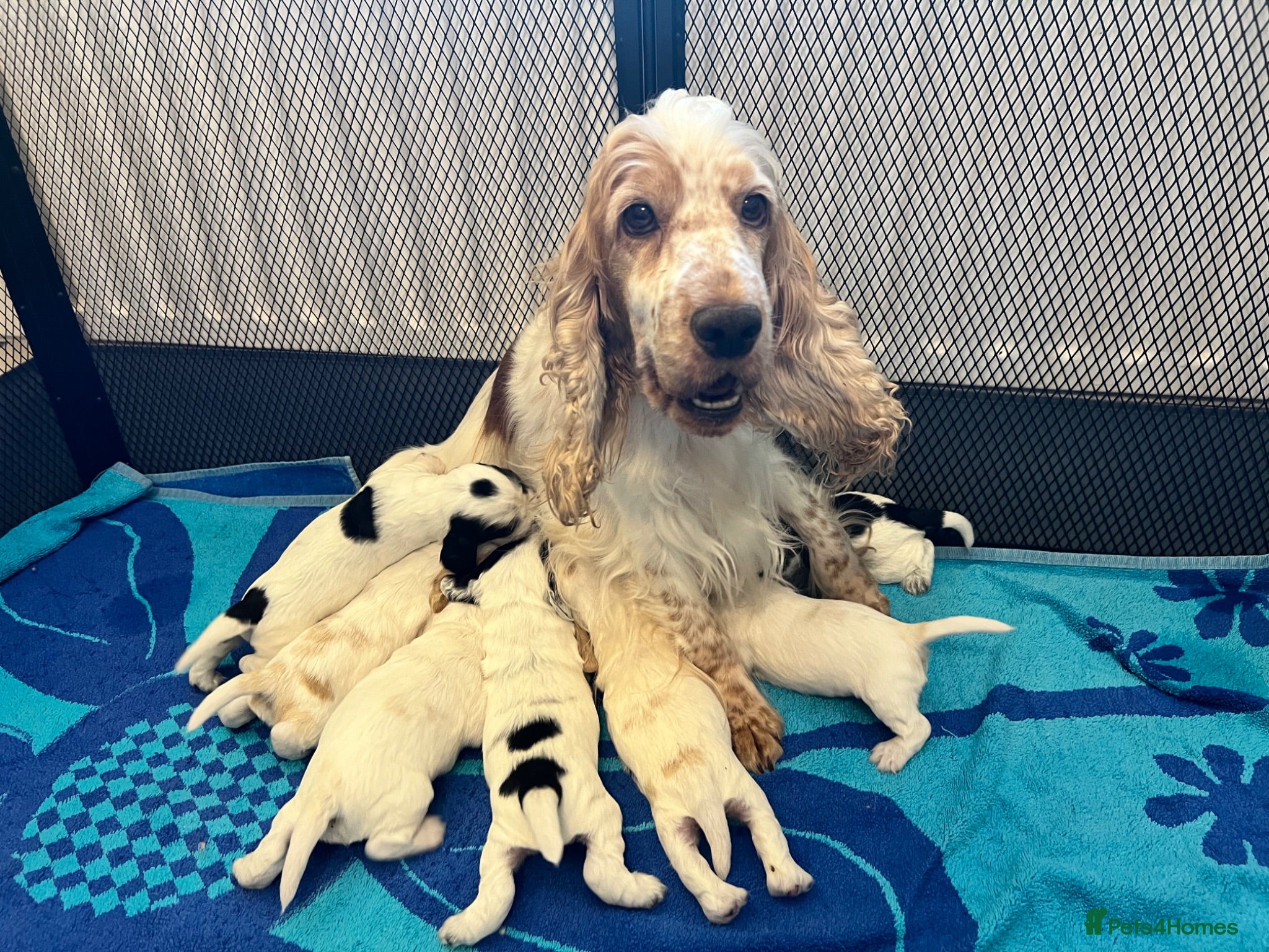 Cocker Spaniel dogs Gorgeous Show Type Cocker Spaniel Puppies KC Reg - Advert 1