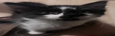 Oreo